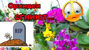 "Враньё и Нудятина! После этого все орхидеи гниют!" // Мои орхидеи приговорены к смерти...