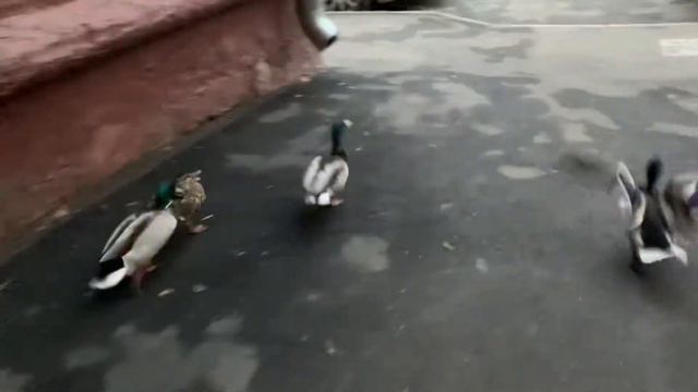 Счастливая утка смотреть онлайн