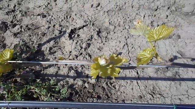 виноград"Гарольд"на17.04.2016 смотреть онлайн