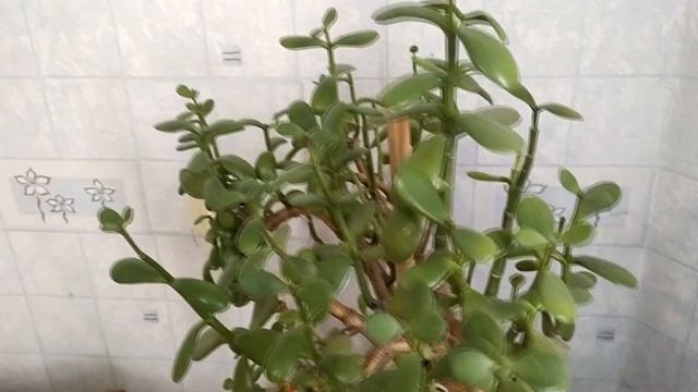 Как заставить денежное дерево работать. Лучший метод .