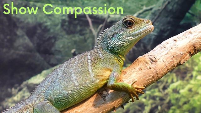 What The Bible Says About Pets