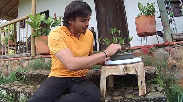 Ficus Green Esmerald Bonsai poda drástica y trasplante смотреть онлайн