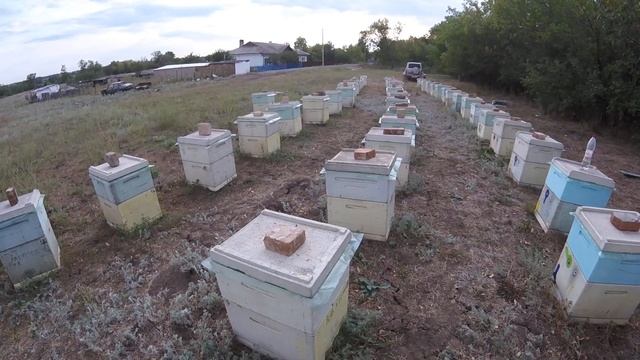 Результаты приёма маток, купленных в августе. 07.09.19 год. смотреть онлайн