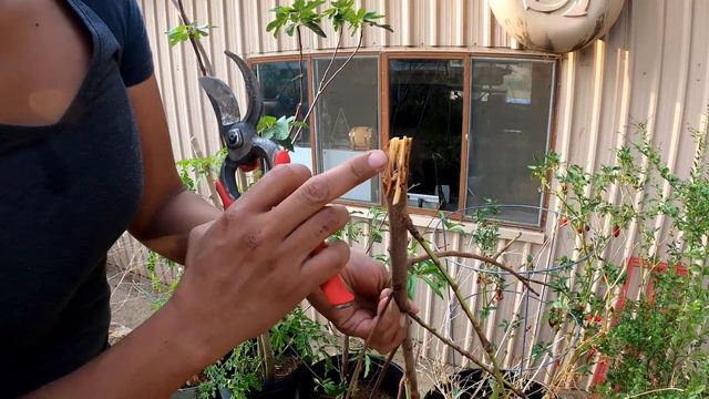 Chores Around The Garden | Moving Soil, Planning a Pineapple Guava, IV Orgamic Spray, Feed Tree смотреть онлайн