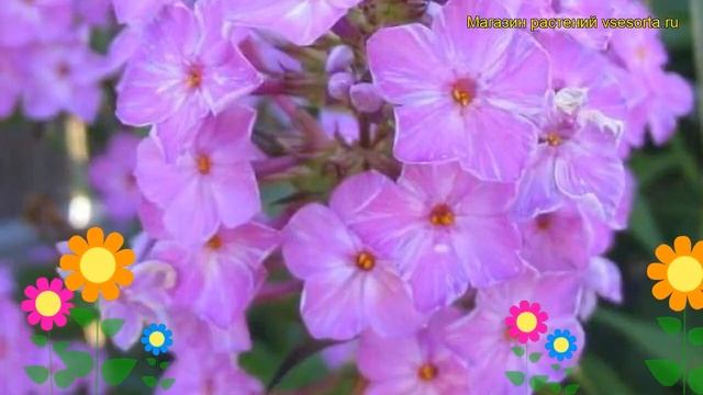 Флокс пятнистый Альфа. Краткий обзор, описание характеристик phlox maculata Alpha смотреть онлайн