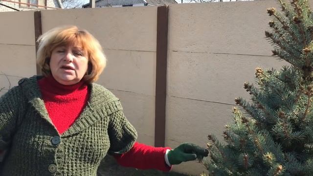 1% Медный купорос для сада и хвойных. Бордоская жидкость. смотреть онлайн