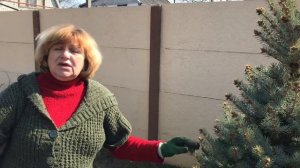 1% Медный купорос для сада и хвойных. Бордоская жидкость.