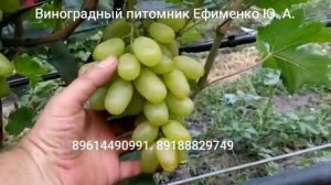 виноград Визитёр