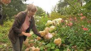 Лучшие древовидные гортензии, сорта, уход, репортаж из питомника