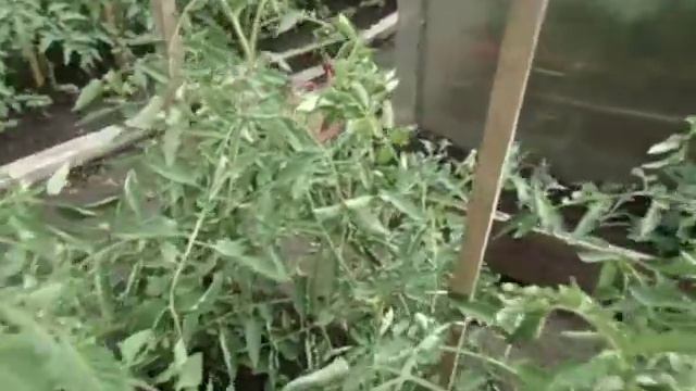 КАК Я ОБРАБАТЫВАЮ СВОЮ ТЫСЯЧУ ТОМАТОВ. Видео Ольги Черновой 2 июля смотреть онлайн