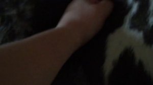 Что делать при вздутии (тимпании) у коровы? Скорая помощь подручными средствами.