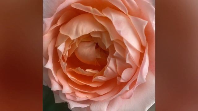 11 ноября 2023г. ЦВЕТУТ НОВИНКИ ПОСАЖЕННЫЕ 2 МЕСЯЦА НАЗАД❤️? Спать мои красотки еще не собираются смотреть онлайн