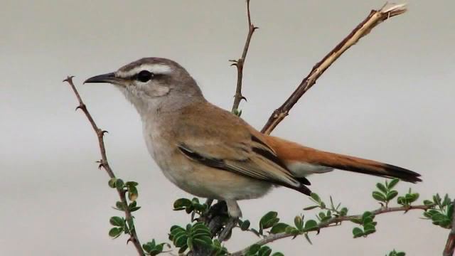 Звуки Природы. Пение птиц. Соловей. смотреть онлайн