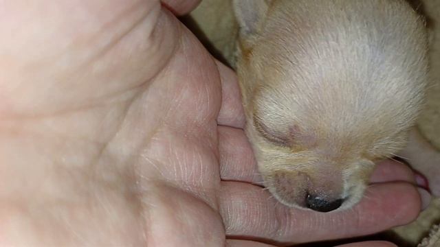 щенки чихуахуа открыли глазки #буднипитомца #chihuahuababy смотреть онлайн