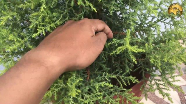 Juniper Cypress or Cedar Tree Care and How to grow from Cuttings | Golden Cypress in English смотреть онлайн