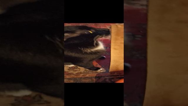 VID_20230429_054512.mp4