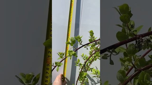 Ива Плакучая на штамбе 130+ (Козья - Пендула) смотреть онлайн