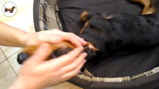 ? ? ? ^ ЧТО ЛУЧШЕ ОДНОЙ ТАКСЫ? ТОЛЬКО ТРИ ТАКСЫ! смотреть онлайн