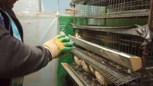 Как определить пол у техасских перепелов #техасскийперепел #птицеводство #экоферма