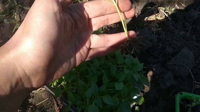 Посадка перца в открытый грунт.Зачем густо,почему нельзя поливать перец днём.Метод посадки в транше смотреть онлайн