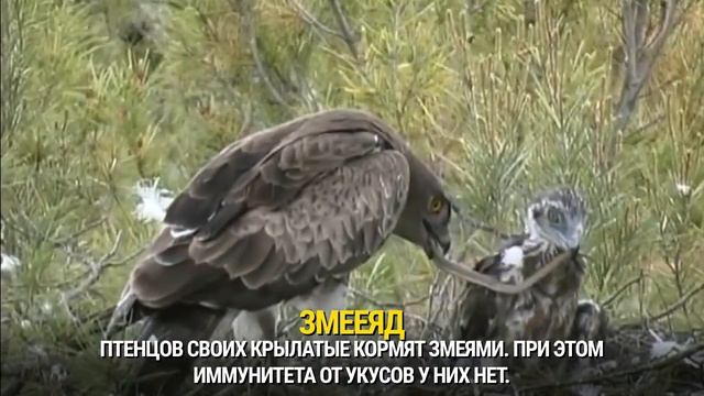 Краснокнижные животные Марий Эл