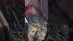 Для рыбалки водяной змей своими руками из изогнутой палки.