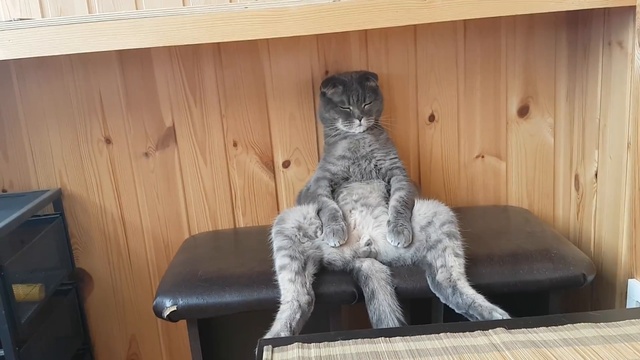 Степашка ждет суши. смотреть онлайн