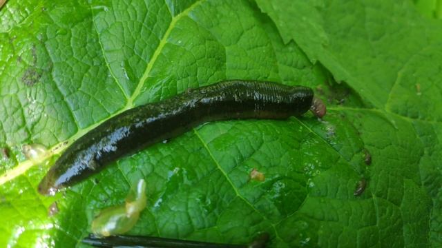 Шок! Пиявка высасывает улиток из раковины, а потом расправляется с червяком смотреть онлайн