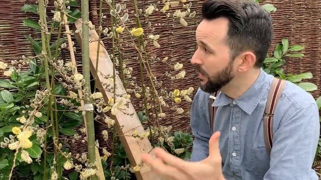 How to Plant for Pollinators | Jez's favourite pollinator plant смотреть онлайн