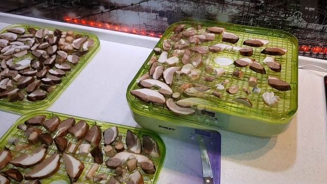 Как сушить грибы на зиму в электросушилке. Подберёзовики. смотреть онлайн