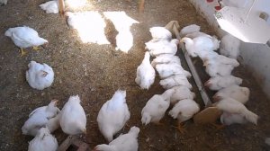 Почему дохнут бройлеры, подробный анализ