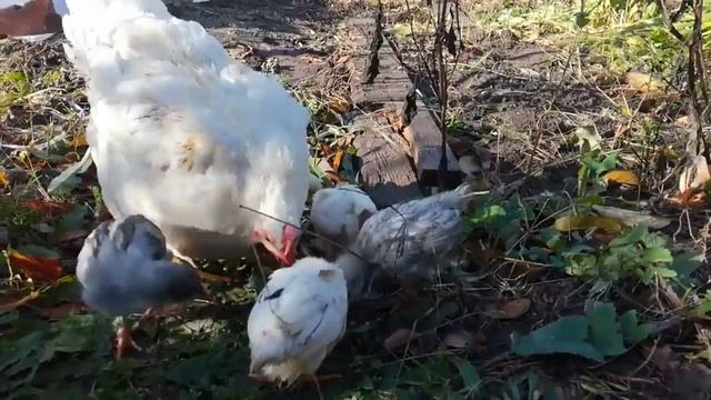 осенние цыплята/// чем кормить цыплят? смотреть онлайн