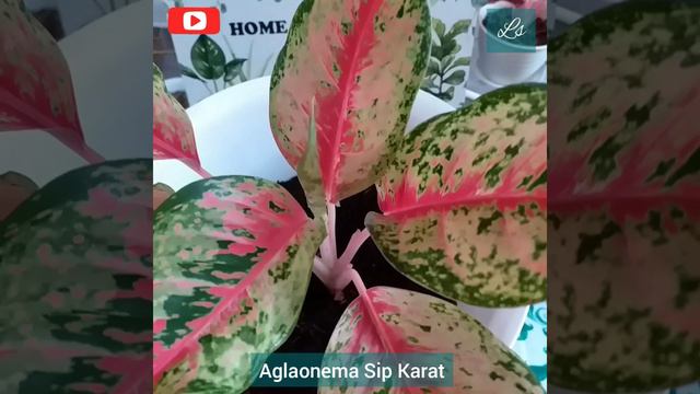 Aglaonema Sip Karat