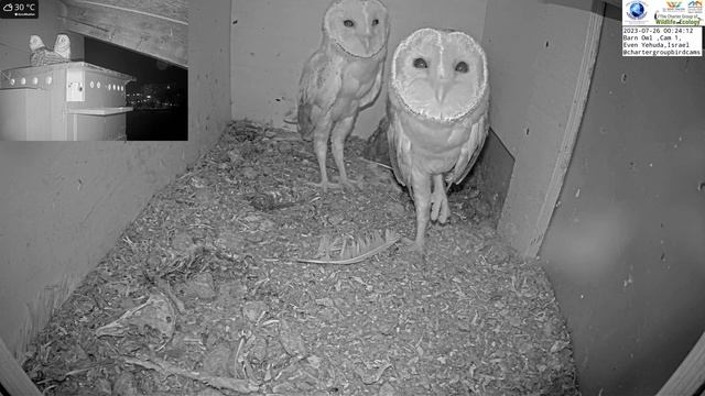 Barn Owl Nestling Gets Delivered Prey On The Box