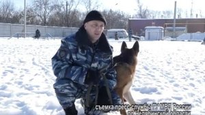 Как вести себя при нападении собаки  Советы кинолога