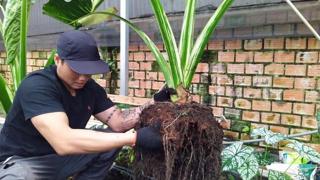 alocasia macrozzhiza var lên chậu và thu hoạch trứng P2 смотреть онлайн