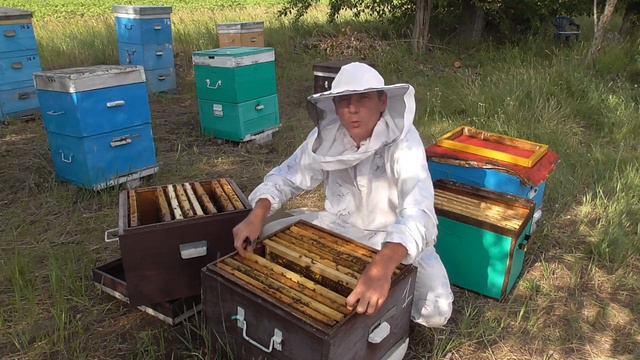 Разочаровался в пчелопакетах . Подсилил отводок , раздал вощину . Расширяем дальше только вощиной . смотреть онлайн