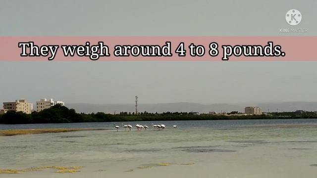 Flamingo Facts. Some amazing facts about flamingos. #birdwatch #salalah смотреть онлайн