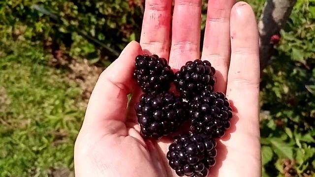 Ежевика бесшипная Лох Тей 25.07.22 Ферма "Омская Ягода" смотреть онлайн