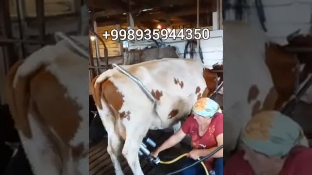 ????????? ?????????? ??? ???????? ???????? ???? ANTIBRIK смотреть онлайн