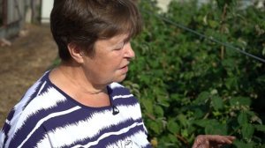 РЕМОНТАНТНАЯ МАЛИНА ГЕРАКЛ. Отличный сорт для обвальных урожаев