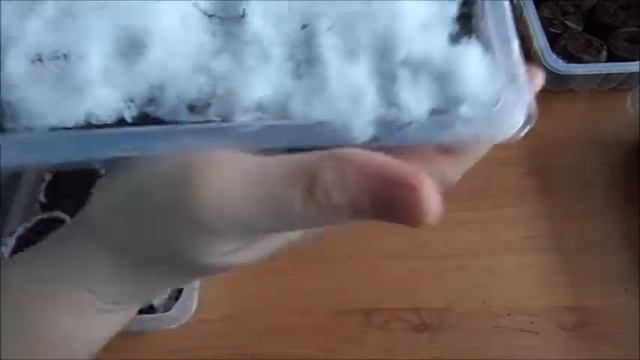 ПЕТУНИЯ ПОСЕВ 3 ВИДА ПОСАДКИ смотреть онлайн