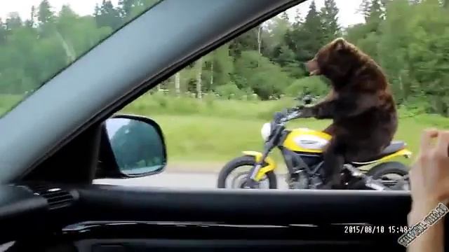 медведь ребятам на фронт я там уже был и знаю каково это 2202 2003 4591 2586 сбер смотреть онлайн