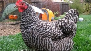 Куры Плимутрок