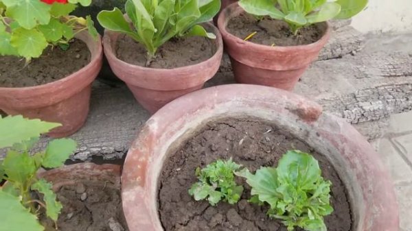 Aster F1 Hybrid Flowers blooms in spring at Asim Rooftop Garden