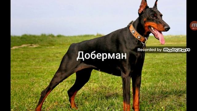 7 волкодавов! Породы собак способные одолеть волка смотреть онлайн