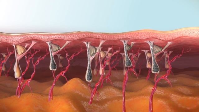 Triton Animation by InMode смотреть онлайн