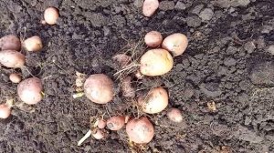 Российский сорт картофеля Кумач. Устойчив к фитофторе, вкусен и красив ?