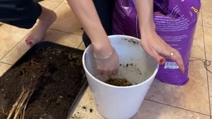 Спасение фикуса Наташа | Что делать. если фикус сбросил всю листву