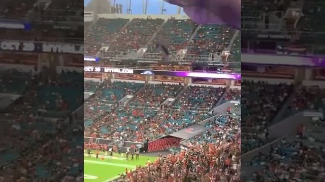 FANS CATCH FALLING CAT AT MIAMI GAME ? смотреть онлайн
